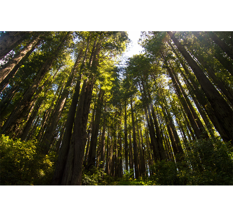 Høje træer i skoven fototapet - TenStickers