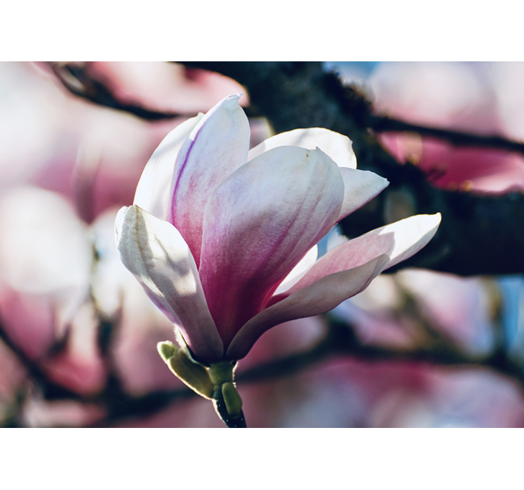 Forår magnolia fototapet - TenStickers