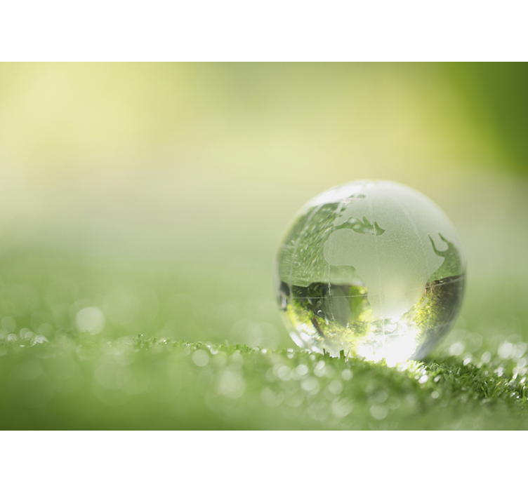 Skov fototapet dråbe vand over græs - TenStickers