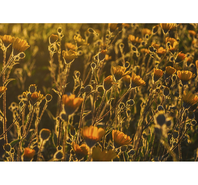 Varm valmue blomst natur fototapet - TenStickers