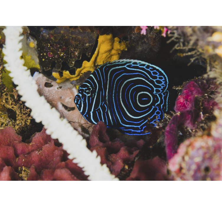 Eksotiske blå fisk dyr fototapet - TenStickers