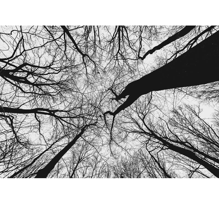 Fototapet træ med sammenflettede grene silhuetter - TenStickers