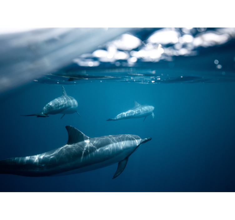 Scene med svømmende delfiner fototapet dyr - TenStickers