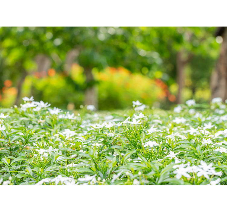 Fototapet blomster frodige hvide blomster - TenStickers