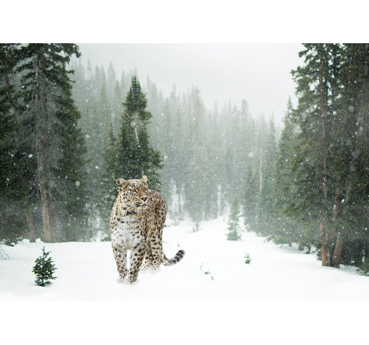 Fototapet dyr sneleopardens spadseretur - TenStickers