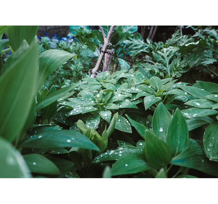 Grønne blad med vanddråber 3d fototapet - TenStickers