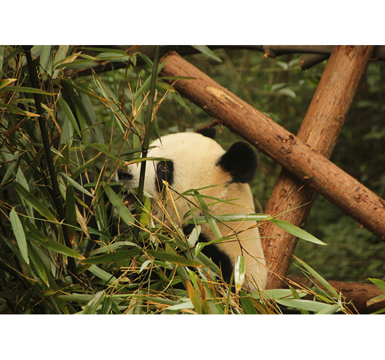 Panda blandt bambus fototapet dyr - TenStickers
