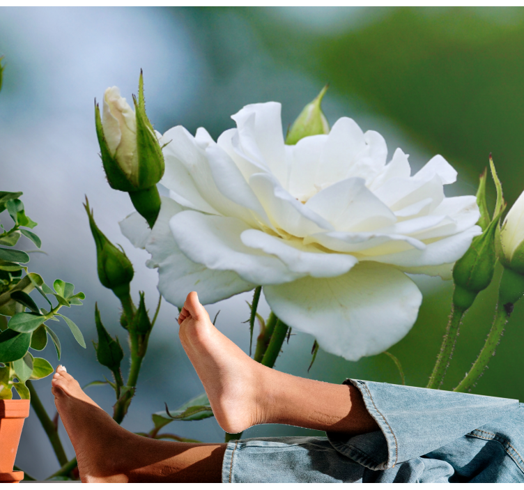 Elegant hvid rose fototapet blomster - TenStickers