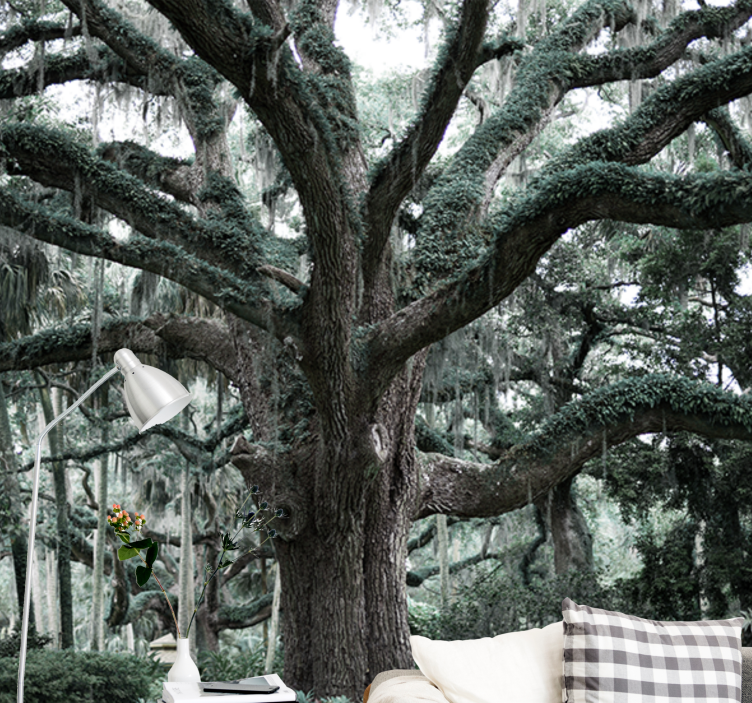 Enorme træer dækket af mosskov fototapet - TenStickers