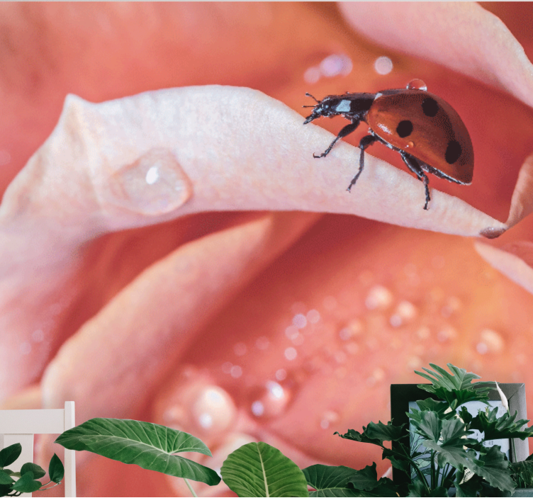 Fototapet blomster marihøne på blomst - TenStickers