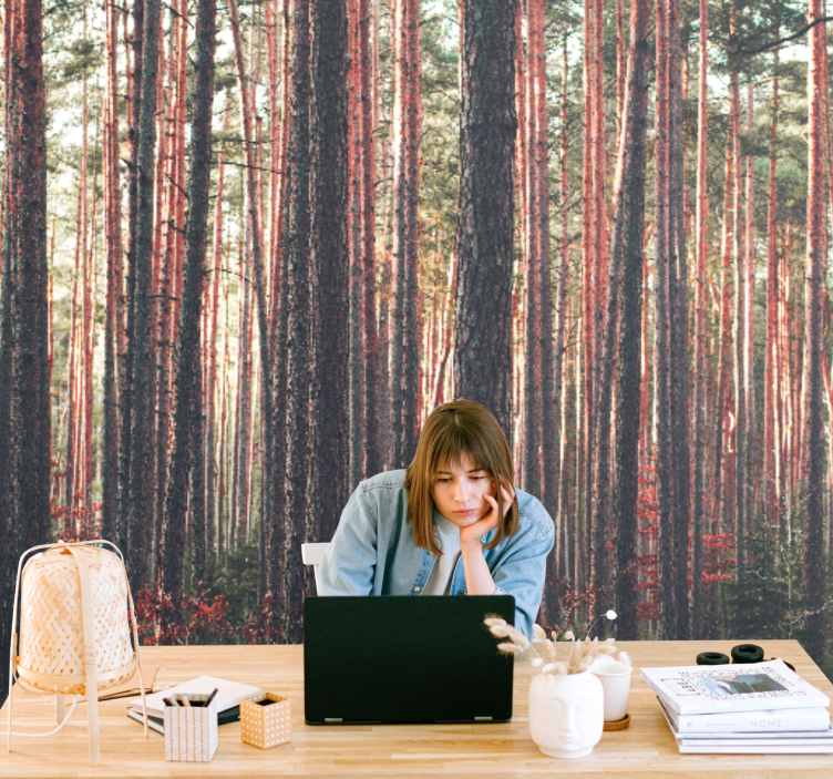 Fototapet skov rolige fyrreskove - TenStickers