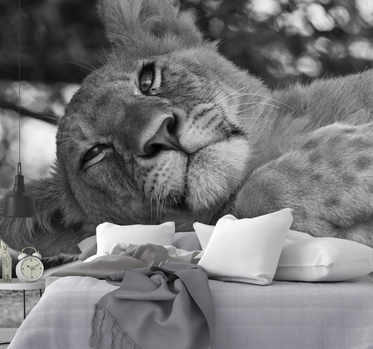 Løve fototapet majestætisk afslappende - TenStickers