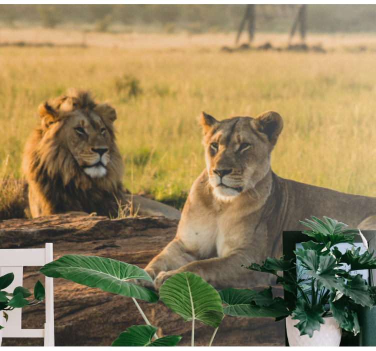 Løve fototapet majestatiske løvepar - TenStickers