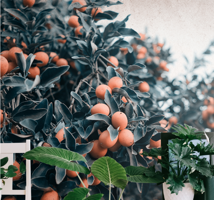 Orange frugter på træ stue fototapet - TenStickers