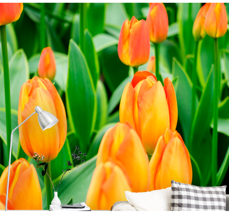 Orange tulipan blomster tulipan fototapet - TenStickers