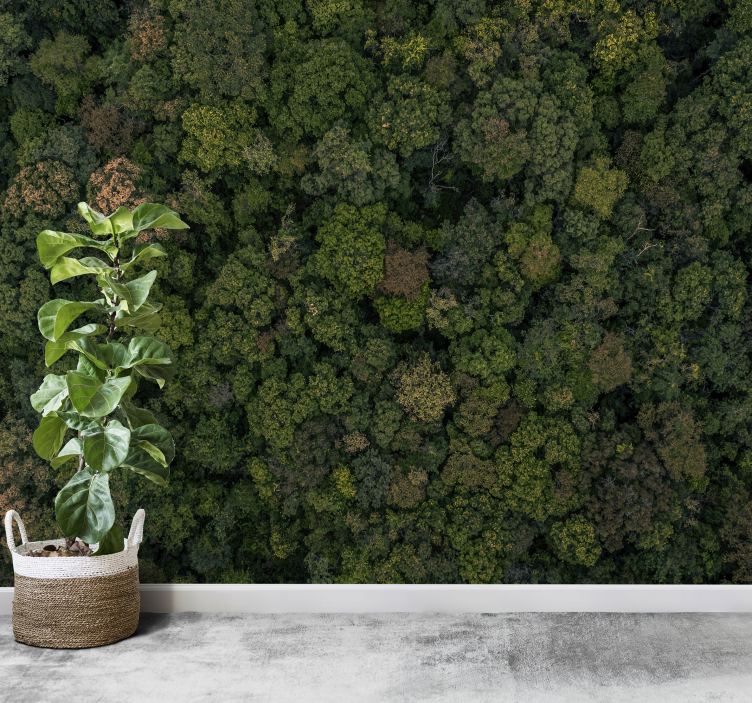 Skov foto træ fototapet - TenStickers