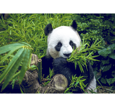 Bambus fototapet panda i en skygge - TenStickers