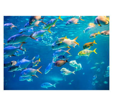 School of sea fototapet - TenStickers