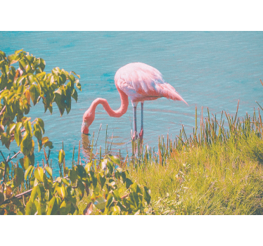 Flamingo i vand fototapet i stuen - TenStickers