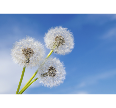 Tre mælkebøtte blomster fototapet - TenStickers