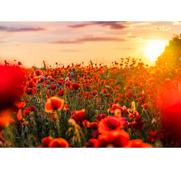 Valmue felt ved solnedgang fototapet tapet - TenStickers
