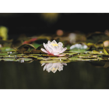 Hvid lotus blomst fototapet tapet - TenStickers