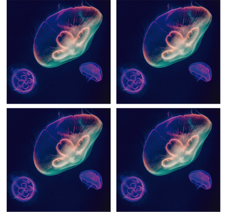 Smukke flerfarvede vandmænd fiskebaner - TenStickers