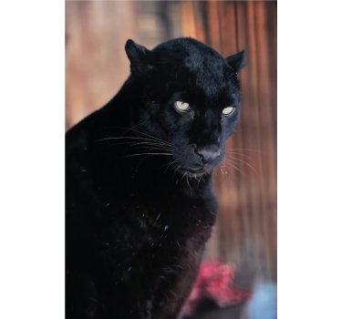 Plakat stue leopard jagt - TenStickers