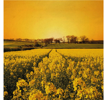 Plakat stue gult blomsterfelt - TenStickers