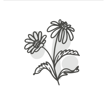 Plakat stue gruppe af tusindfryd blomster linjeart design - TenStickers