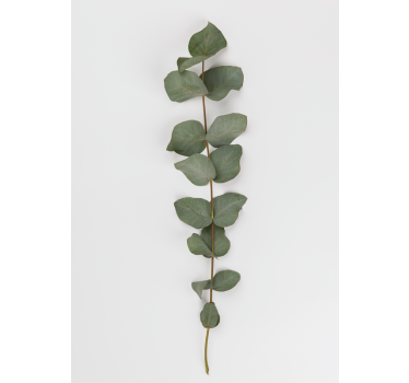 Eucalyptus blade Plakat med træer - TenStickers