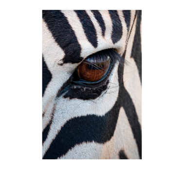 Øjet på zebrafåret dlakat med dyr - TenStickers
