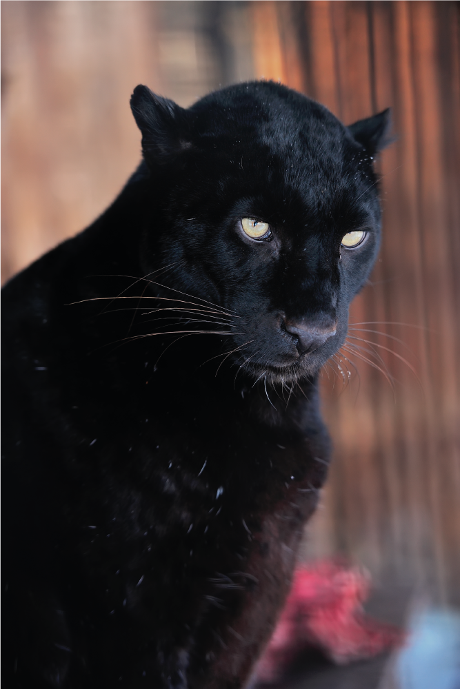 Plakat stue leopard jagt - TenStickers
