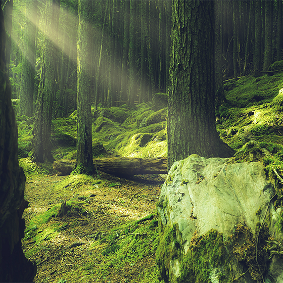 Plakat stue klippe med mos i skoven - TenStickers