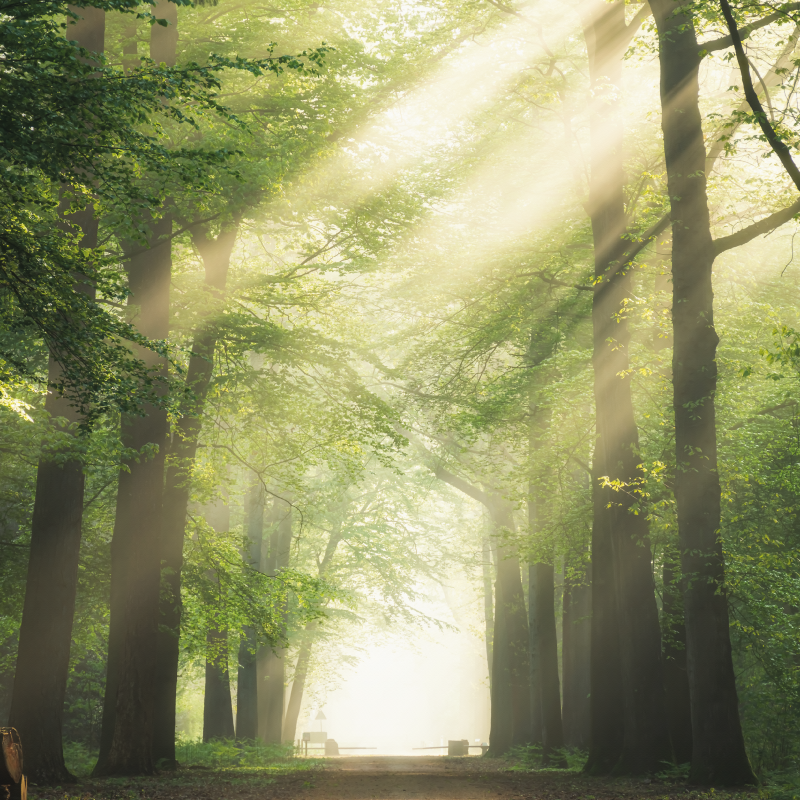 Plakat stue grøn skov med solen - TenStickers