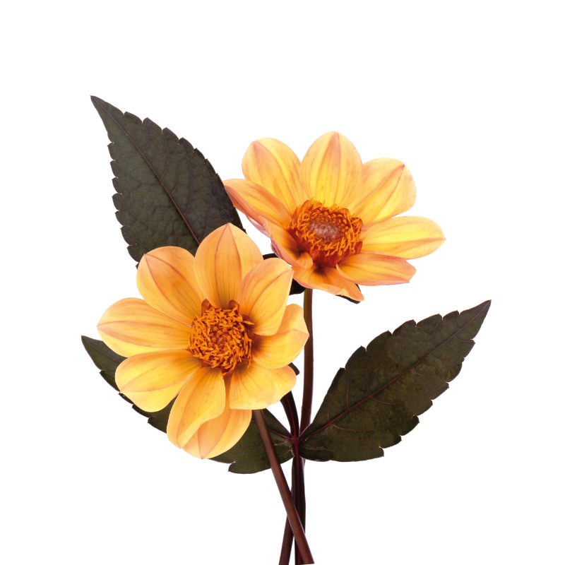 Plakat blomster og planter to blomster - TenStickers