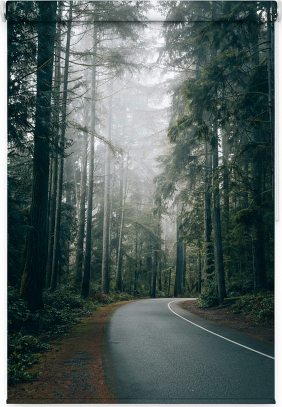 Plakat med træer foggy pine vej - TenStickers
