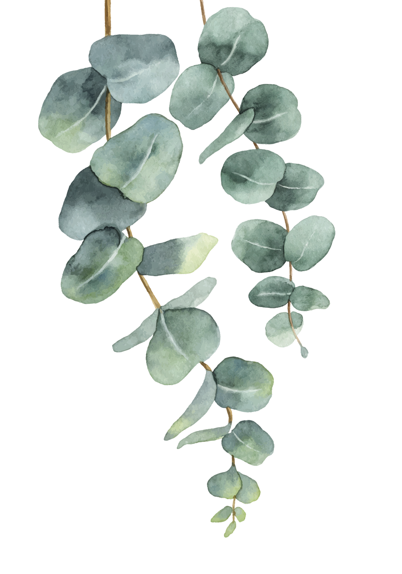 Plakat med eukalyptusgrene - TenStickers