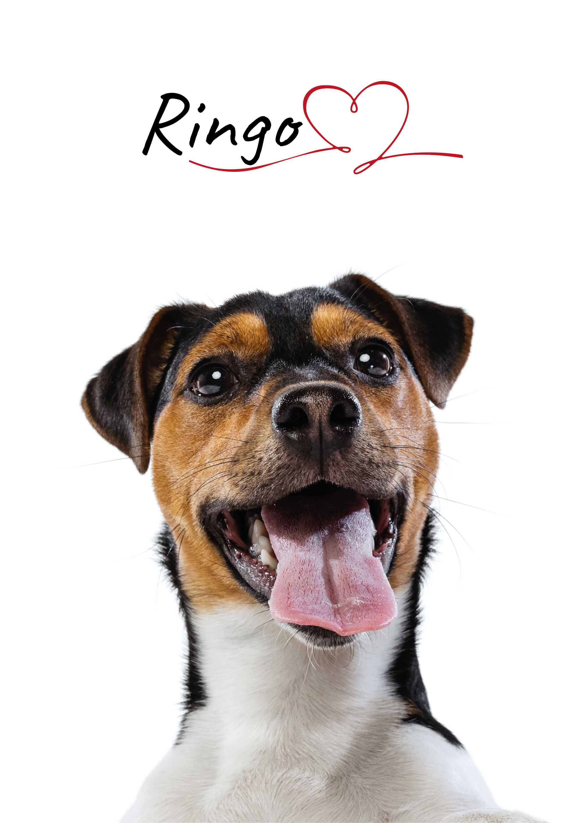 Tilpasset hundekærlighed Hunde plakat - TenStickers