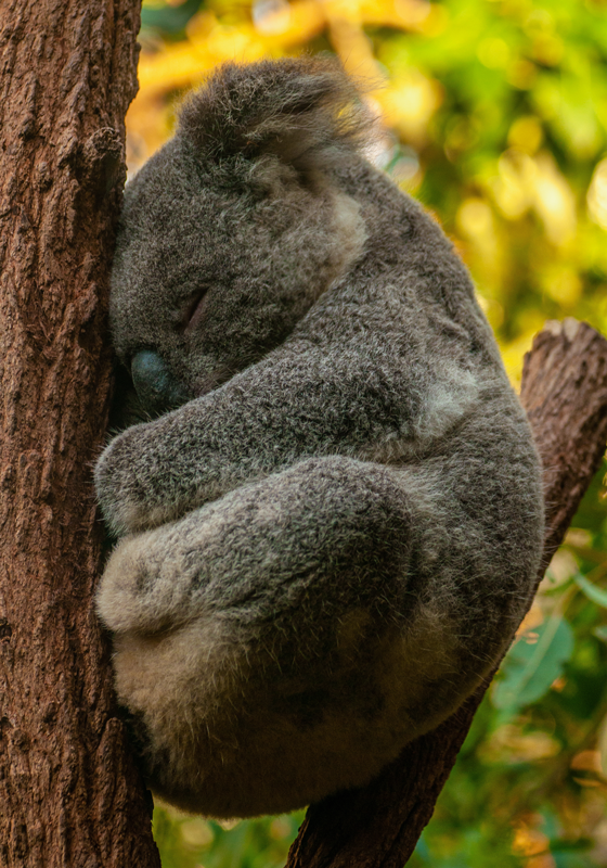 Koalaen sover Plakat teenageværelse - TenStickers