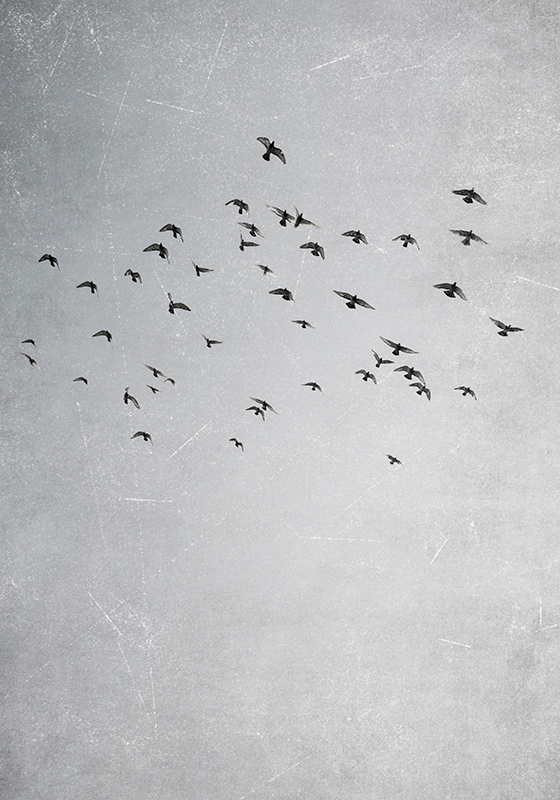 Flyvende fugle dlakat med dyr - TenStickers