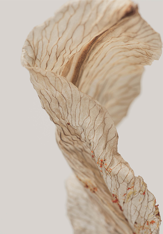 Makrofoto af et blad minimalistisk plakat - TenStickers