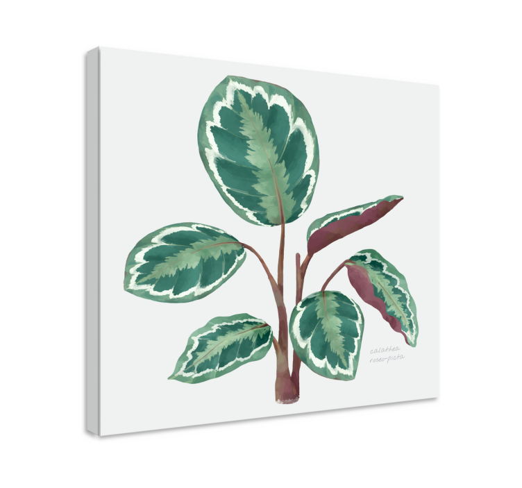 Calathea plante lærred udskrifter - TenStickers