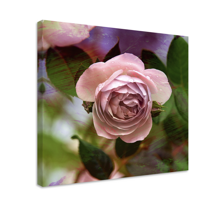 Blomster og planter lærredsbillede pink rose blossom - TenStickers