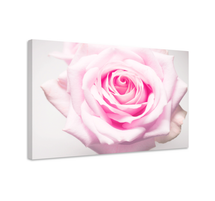 Blomster og planter lærredsbillede blush rose blomst - TenStickers