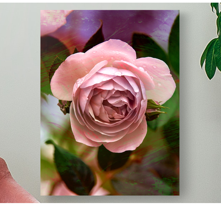 Blomster og planter lærredsbillede pink rose blossom - TenStickers