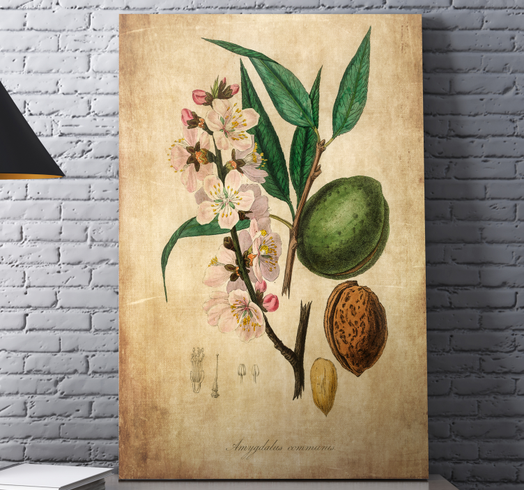 Botanisk illustration blomster og planter lærredsbillede - TenStickers