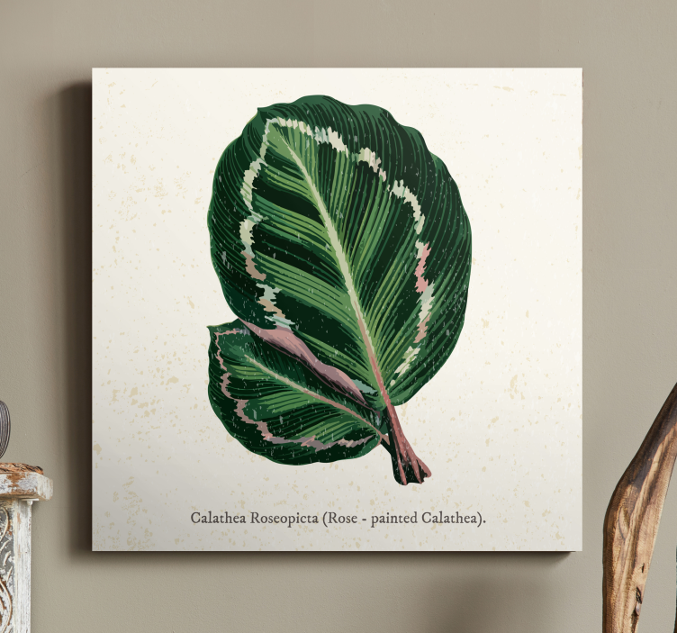 Calathea blad illustration plante lærredsbillede - TenStickers