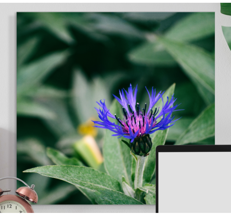 Kornblomst i naturen blomster lærred - TenStickers