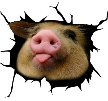 Klistermærke til bil sjov gris 3d - TenStickers